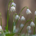 Märzenbecher im Frühlingstal