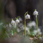 Märzenbecher im Frühlingstal