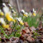 Frühlingsblumen