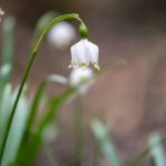 Frühlingsbumen im Frühlingstal