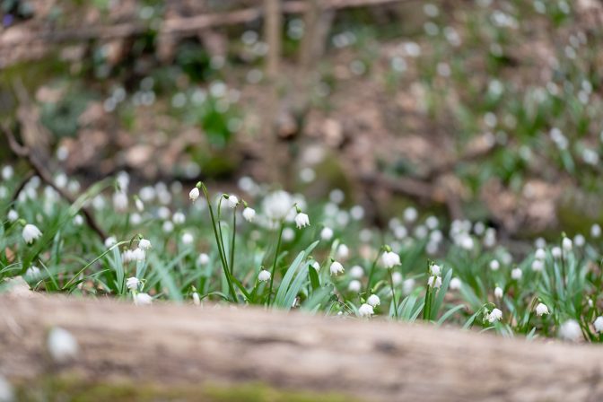 Die Märzglöckchen blühen noch im Frühlingstal