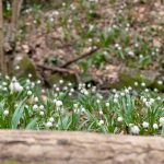 Frühlingsbumen im Frühlingstal