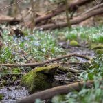 Der Angelbach durch das Frühlingstal