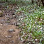 Der Angelbach durch das Frühlingstal