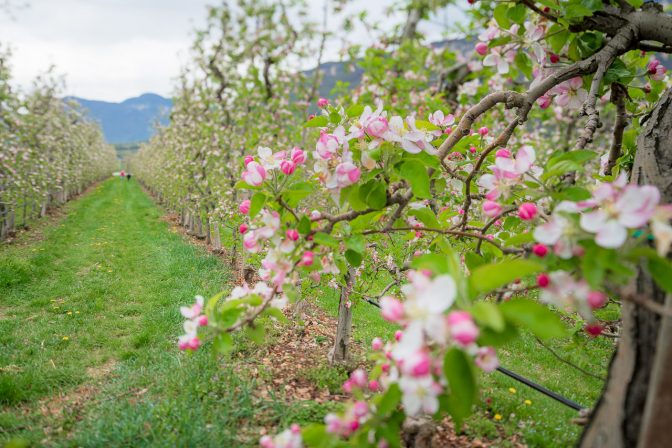 Die Kombination aus geschlossenen und geöffneten Blüten, kleidet die Apfelbäume in ein weißrosa farbendes Hochzeitskleid.