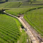 Gewürztraminer Weg im Frühling