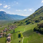 Gewürztraminer Weg im Frühling