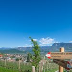 Gewürztraminer Weg in Tramin