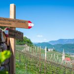 Gewürztraminer Weg in Tramin