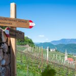 Gewürztraminer Weg in Tramin