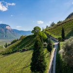 Gewürztraminer Weg im Frühling