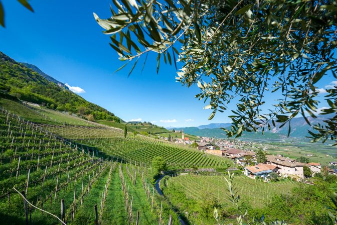 Tramin und der Gewürztraminer Weg