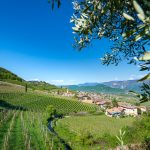 Tramin und der Gewürztraminer Weg