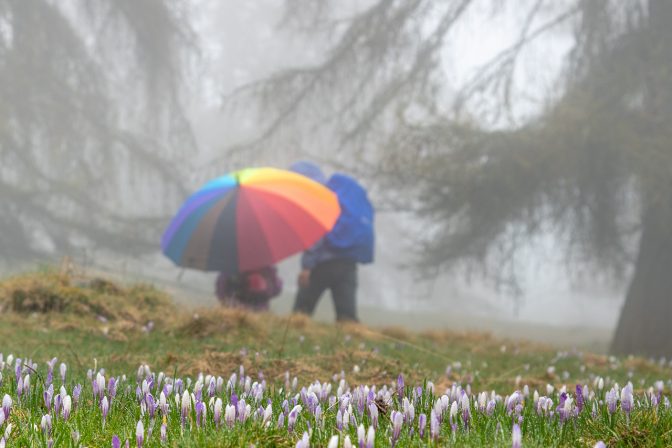 Wanderung bei Nieselregen durch die Krokusblüte zur Möltner Kaser Alm