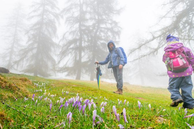 Wanderung zur Möltner Kaser Alm während der Krokusblüte