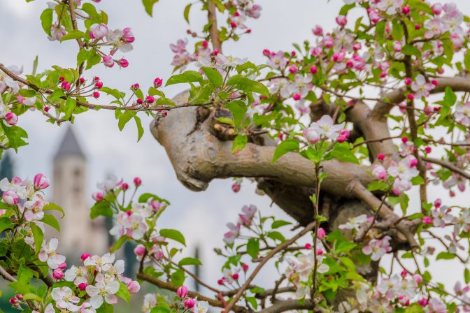 St. Jakob Kirchlein inmitten der Apfelblüte