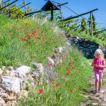 Mohnblumen am Kirchensteig