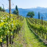 Weinberge am Kirchensteig