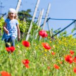 Mohnblumen am Kirchensteig