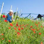 Mohnblumen am Kirchensteig