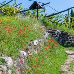 Mohnblumen am Kirchensteig