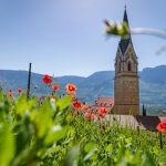 Mohnblumen am Kirchensteig Tramin