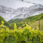 Schnee und frische Triebe – Blick über die Weinberge zum Roen