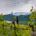 Weinberge im Frühjahr