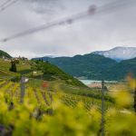 Weinberge im Frühjahr