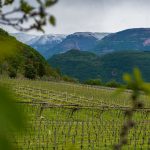 Weinberge im Frühjahr