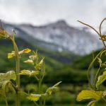 Naturlehrpfad Tramin