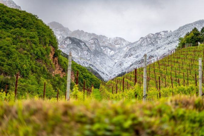 Schnee und frische Triebe - Blick über die Weinberge zum Roen