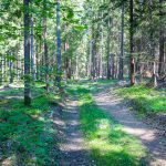 Waldweg auf dem Monte di Bosentino