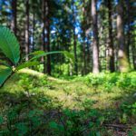 Waldweg auf dem Monte di Bosentino