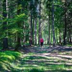 Waldweg auf dem Monte di Bosentino