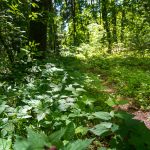 Waldweg auf dem Monte di Bosentino