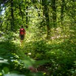 Waldweg auf dem Monte di Bosentino