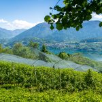 Johannisbeer Plantage und Lago di Caldonazzo