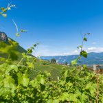 Weinlehrpfad Kurtatsch