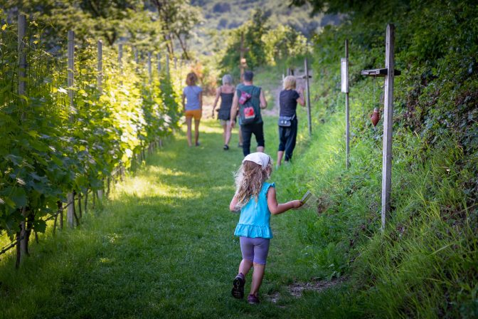 Ampforen mit eingesperrten Wein-Düften hängen entlang des Weges