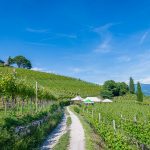 Weinlehrpfad Kurtatsch