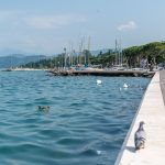 Schwäne am Pier von Lazise am Gardasee