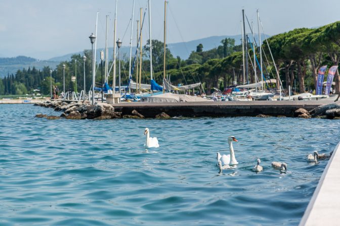 Schwäne warten auf Brotkrumen von Urlaubern