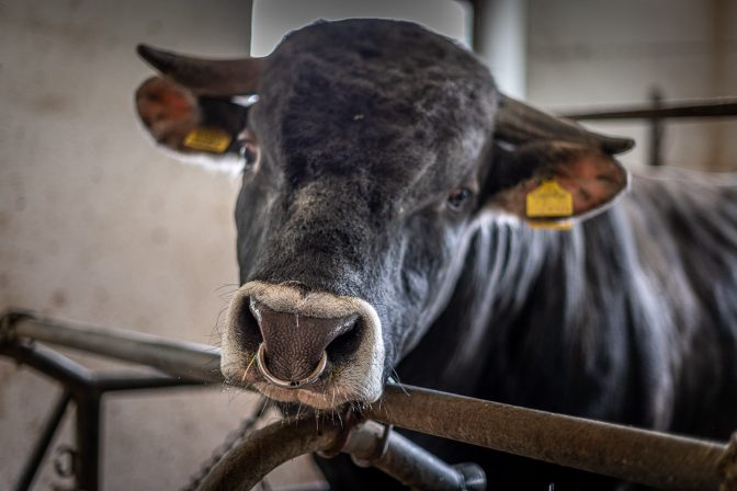 Stier im Stall des Ungererhofes in Grau