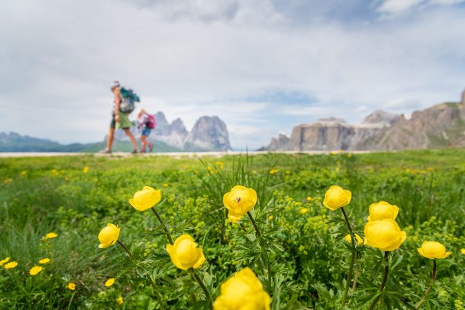 Gelbe Dotterblumen im Vordergrund Langkofelgruppe und sellastock im Hintergrund - Wandern im Herzen der Dolomiten ein wahrer Genuss!