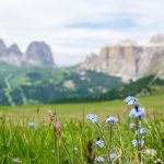 Langkofel und Sella