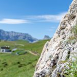 Edelweiß vor der Plattkofelhütte am Friedrich-August-Weg