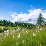 Weidewiesen Lach unter dem Monte Pelmo