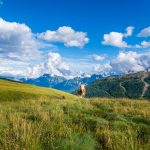 Kuh auf dem Passo San Pellegrino