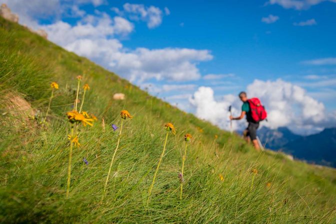 Die herrlichen Almwiesen auf dem Passo San Pellegrino